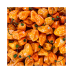 Habanero Pepper