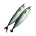 Mackerel Fish