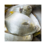 Pompano Fish