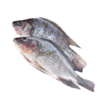 Tilapia Fish - Gutted & Scaled
