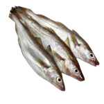 Whiting Fish