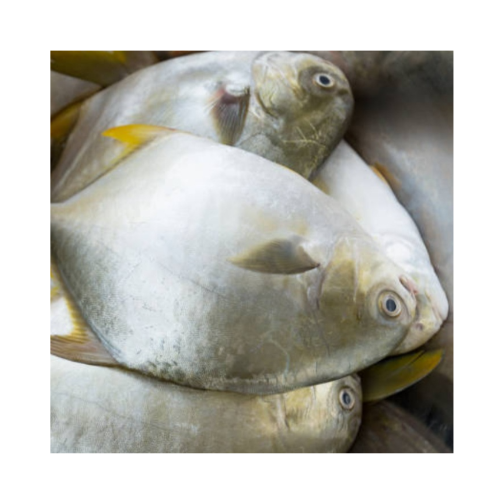 pompano-fish.png Pompano Fish - Image 1