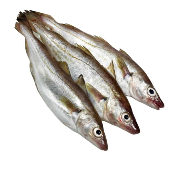 Whiting Fish