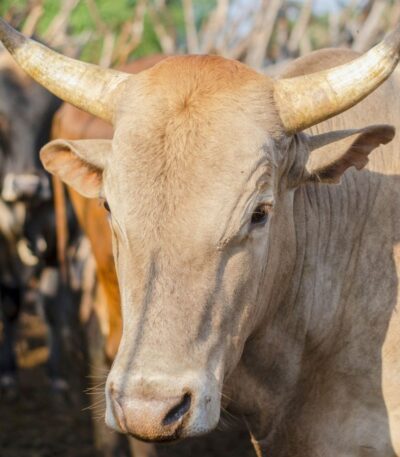 Cow sharing
