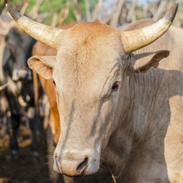 Cow sharing