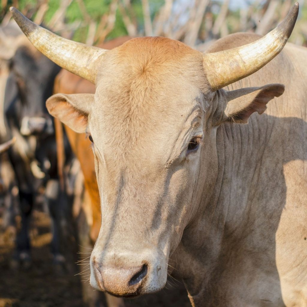 Cow sharing Cow sharing